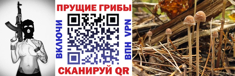 Купить  Барабинск  Галлюциногенные грибы прущие грибы 
